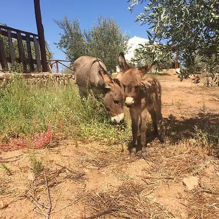 Agriturismo Mieleamaro Farm stay *