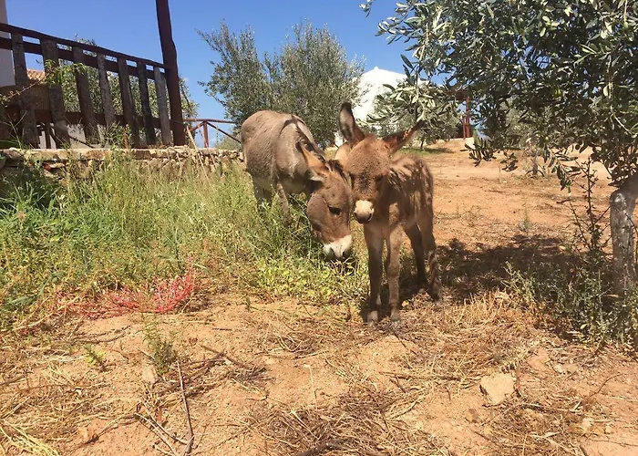 Agriturismo Mieleamaro Séjour à la ferme *