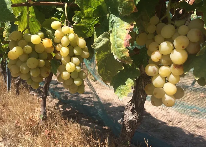 Agriturismo Mieleamaro Olbia