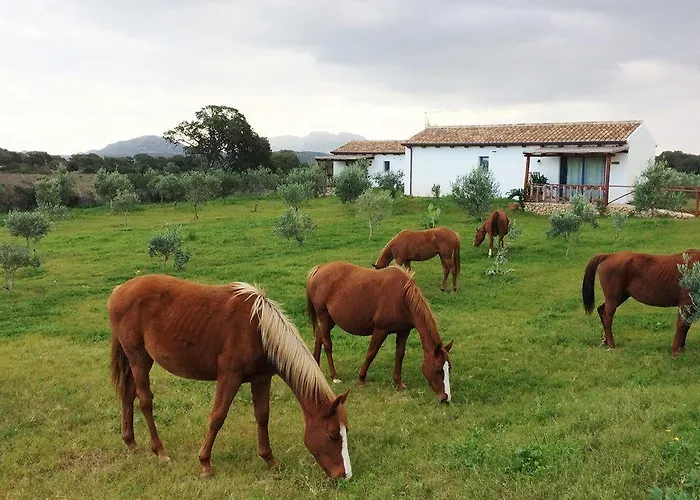 Agriturismo Mieleamaro Séjour à la ferme Olbia